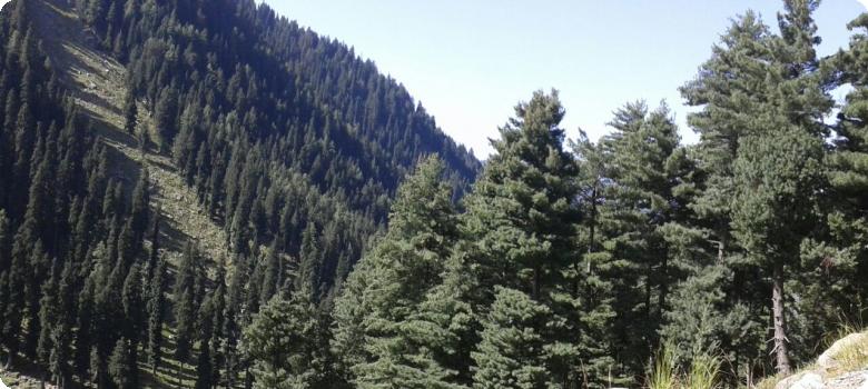 Jammu and Kashmir conifer covered mountains
