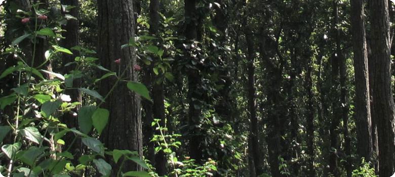 In the heart of the dense darkening jungle Garu