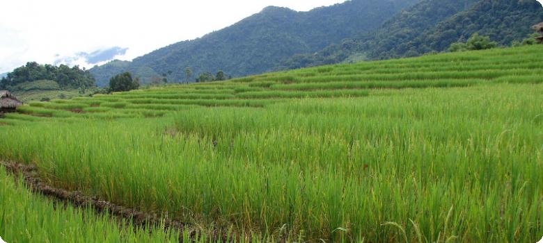 In search of a bit of soil In search of a bit of soil