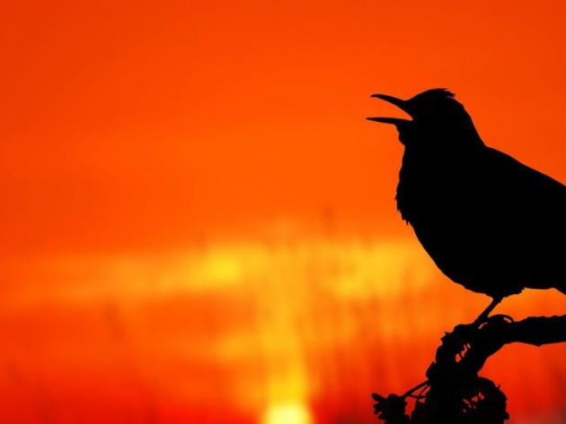 Little bird sings at dusk and dawn