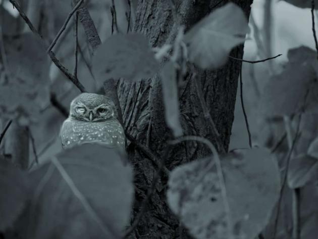 Owlet's inquisition
