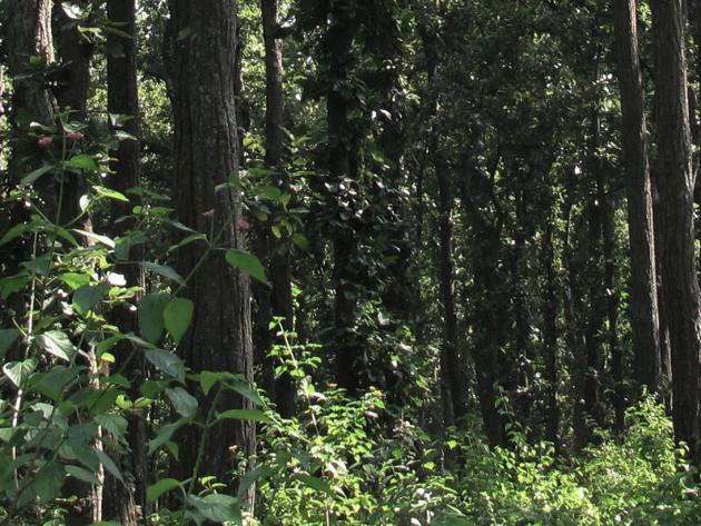In the heart of the dense darkening jungle