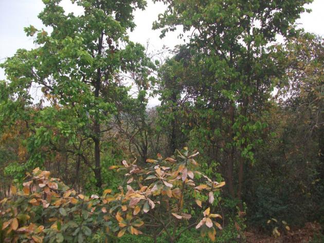 Wandering in the core forest