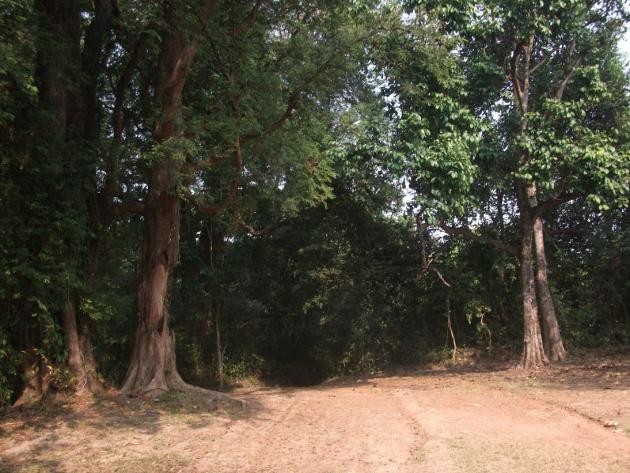 Wide path going into the dark forest