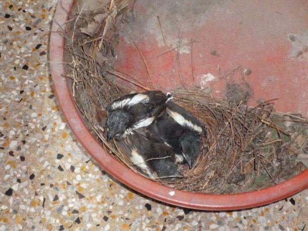 Babies sleeping peacefully